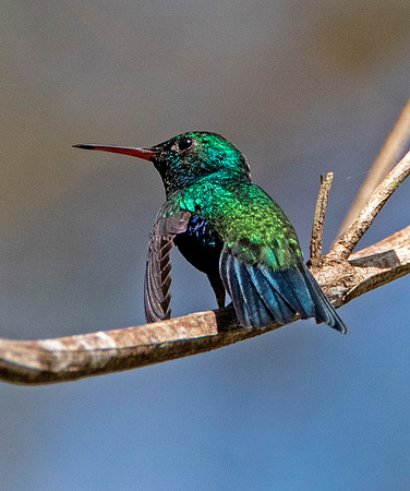 Garden Emerald Hummingbird