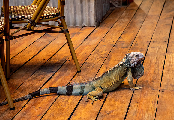 Cafe Mascot Waits for Scraps - Panama City Old Town
