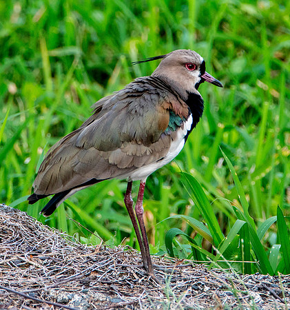 Western Lapwing