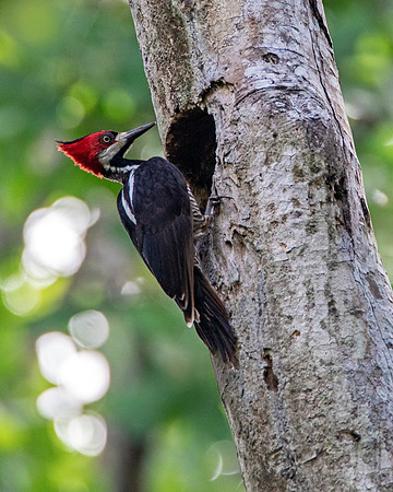Lineated Woodpecker