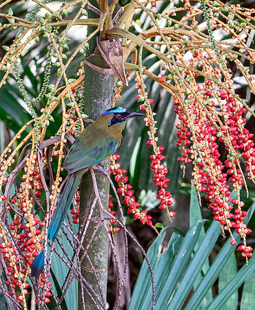Berry Hungry - Lessons Motmot