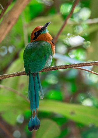 Broad-Billed Motmot