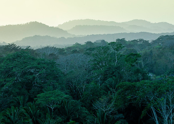 Early Light - Panamanian Rainforest