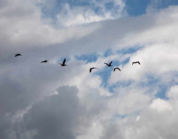 Brown Pelicans in Flight