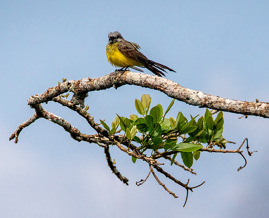 Tropical Kingbird