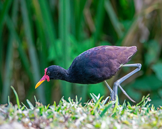 Wattled Jacana