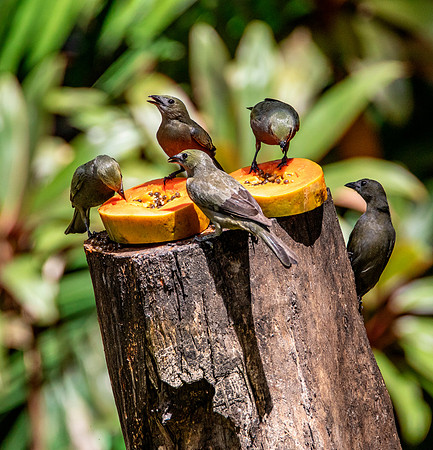 Palm Tanagers Enjoy Papaya