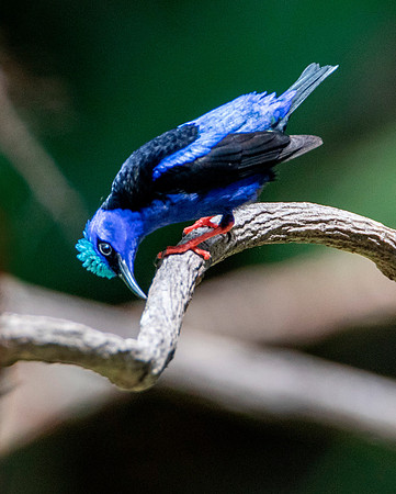 Red-Legged Honeycreeper