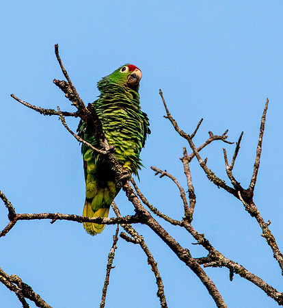 Red-Fronted Parrot