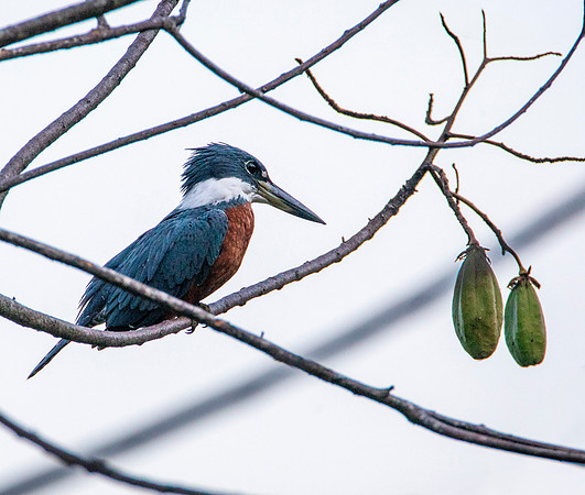 Ring-Necked Kingfisher