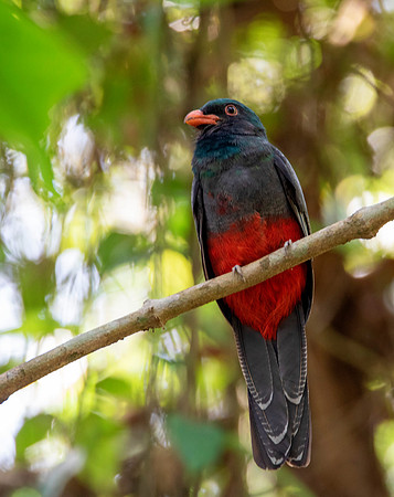 Slaty-Tailed Trogon