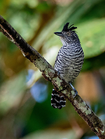 Barred Antshrike