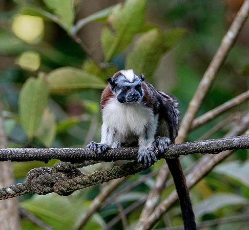 Adult Geoffroy's Tamarin