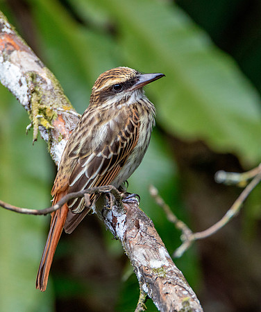 Streaked Flycatcher