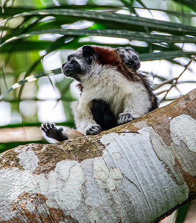 Mother & Offspring - Geoffroy's Tamarin