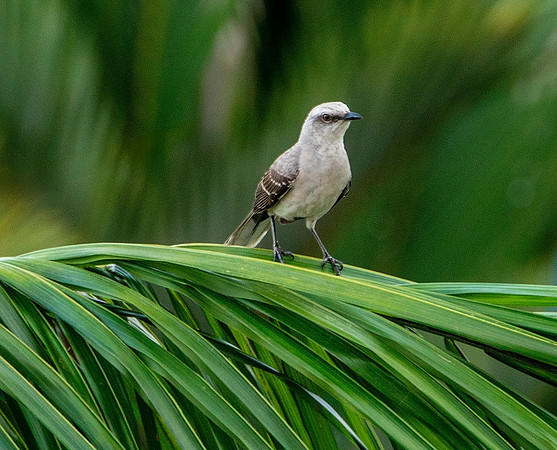 Tropical Mockingbird