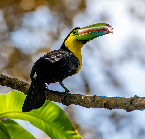 Keel-Billed Toucan