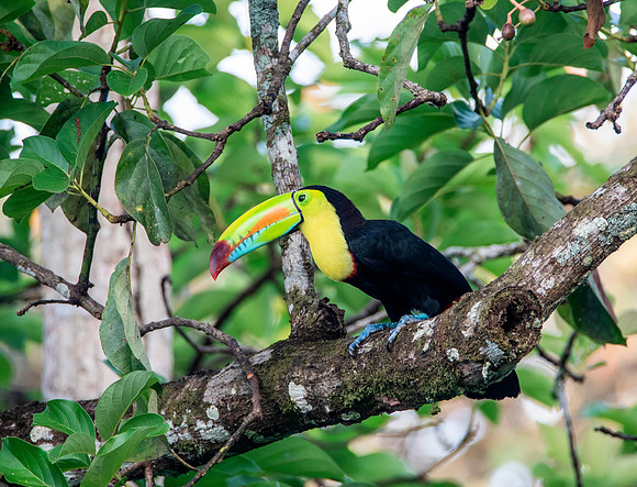 Keel-Billed Toucan