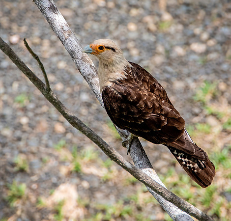 Yellow-Headed Caracara