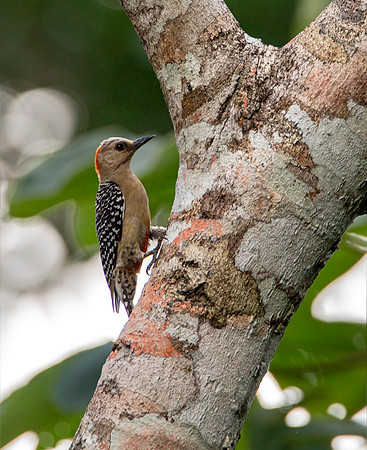 Red-Bellied Woodpecker