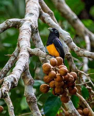 White-Tailed Trogon