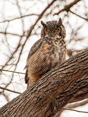 Indignant - Great Horned Owl