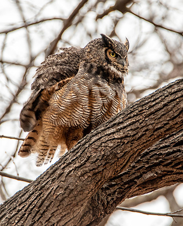 Fluffed - Great Horned Owl