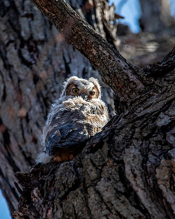 Eye Contact - Great Horned Owlet
