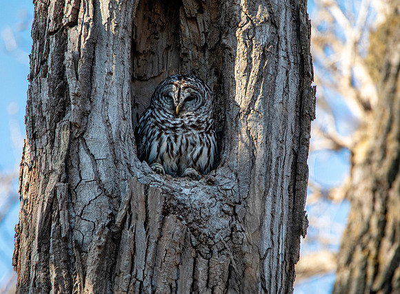 Barred Owl - Nap Time