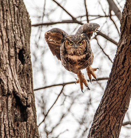Great Horned Owl in Flight