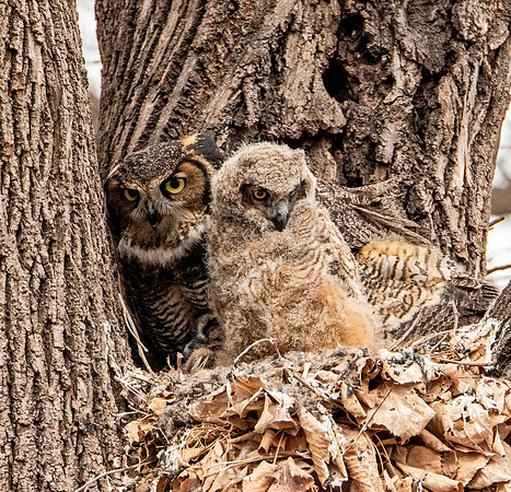 Mom and Offspring in Nest