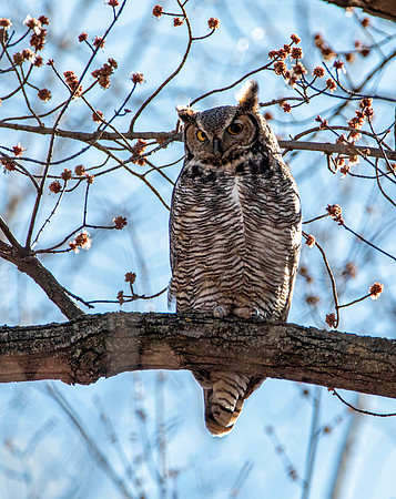 Great Horned Owl