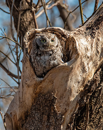 Adult Screech Owl