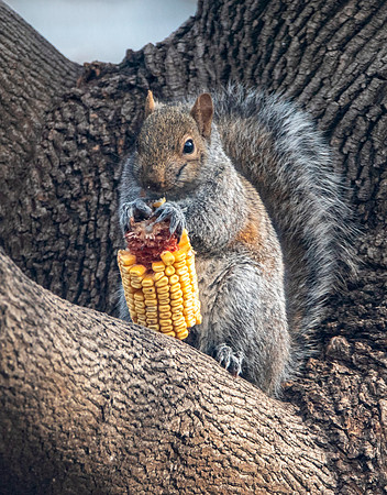 Grey Squirrel Finds Lunch