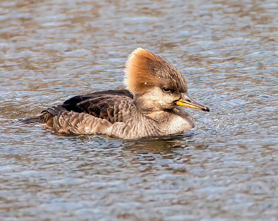 Hooded Merganser - Female