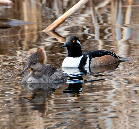 Hooded Mergansers - Mated Pair