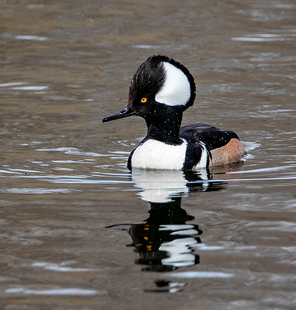 Hooded Merganser - Male