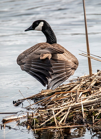 Canadian Goose