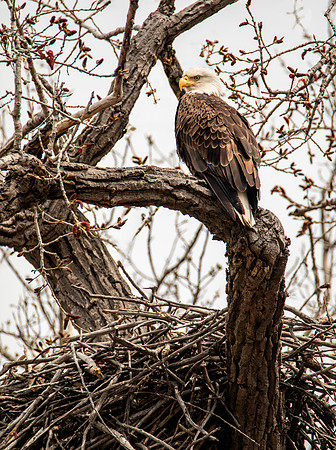Bald Eagle at Nest