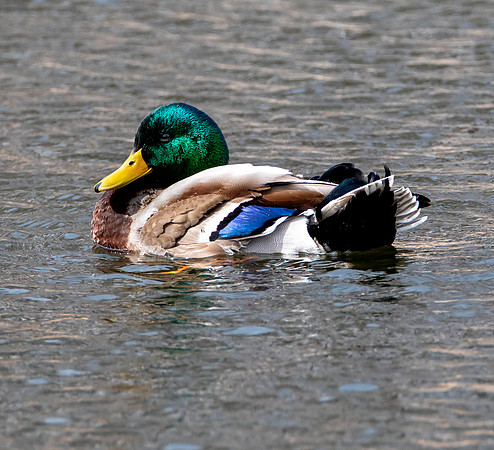 Mallard Duck - Male