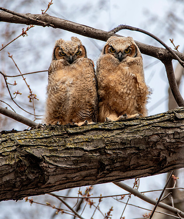 Great Horned Owlets