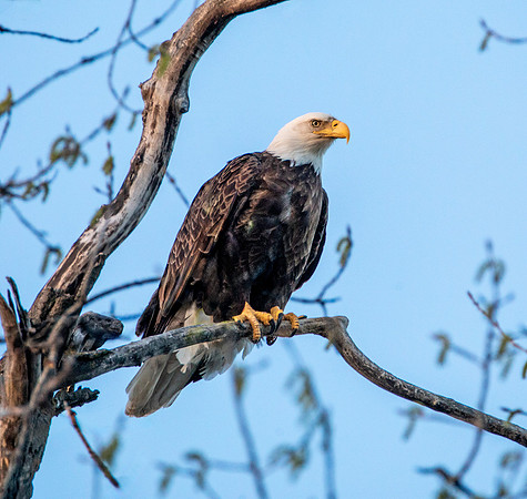Vigilant - American Bald Eagle