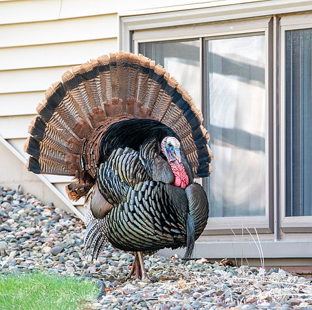 Wild Turkey in Courtship Display
