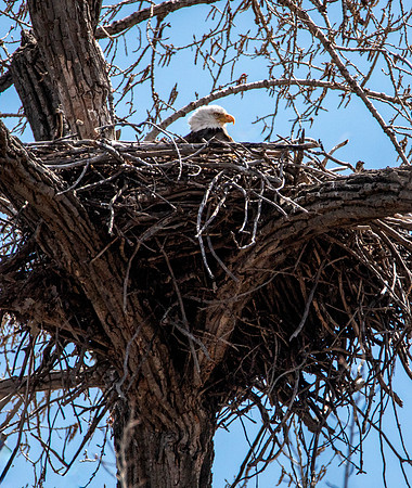 Bald Eagle on Nest