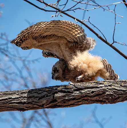 Owlet Tests Wings