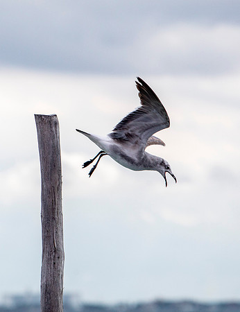 Sea Gull 'Attacks' - Isla Mujeres
