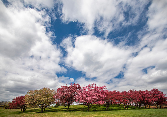 Fruit Trees in Bloom - Century College, Minnesota