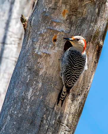 Red Bellied Woodpecker at Nesting Hole