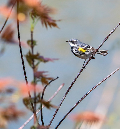 Yellow Rump Warbler