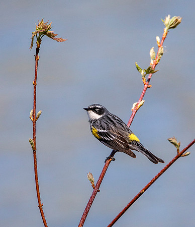 Yellow Rump Warbler II